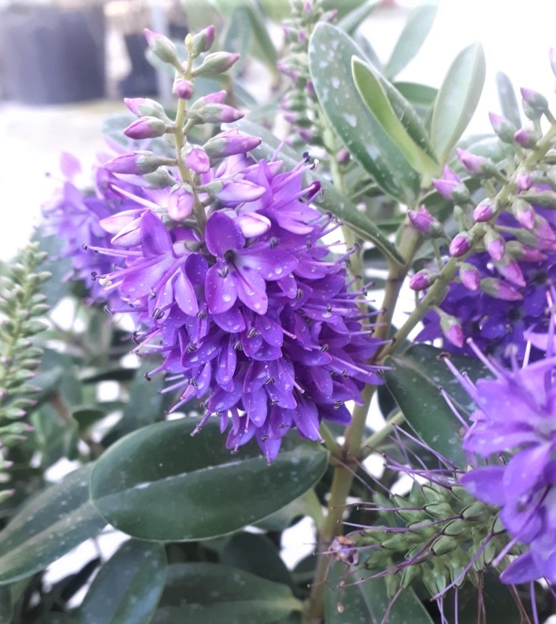 planta hebe franciscana o verónica azul para macetas o jardín, online